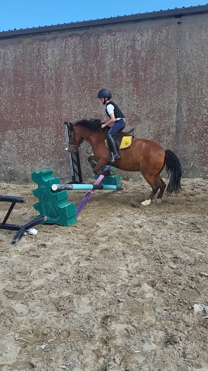 Pony - Image 1