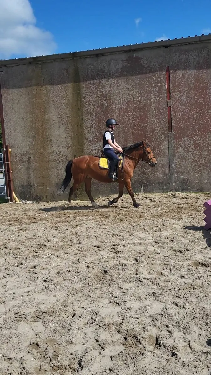 Pony - Image 2