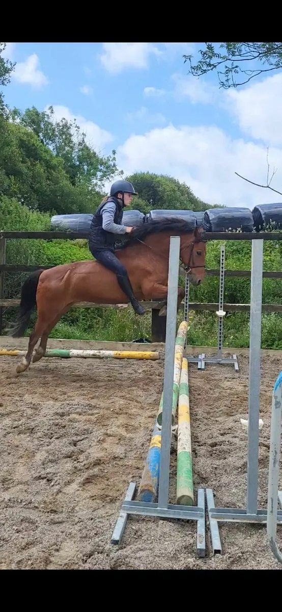 Pony - Image 3