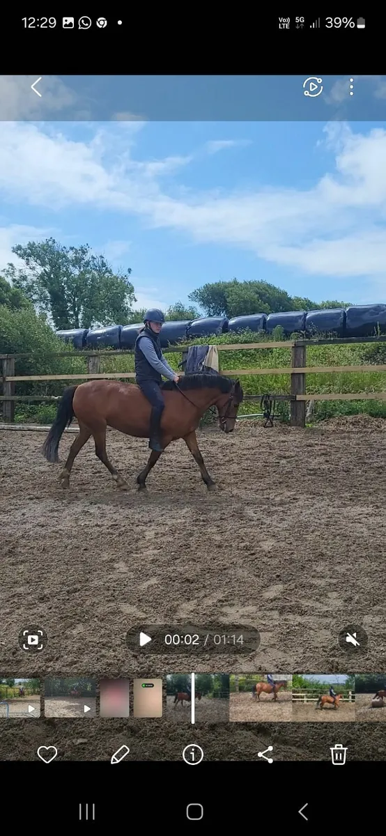 Pony - Image 4