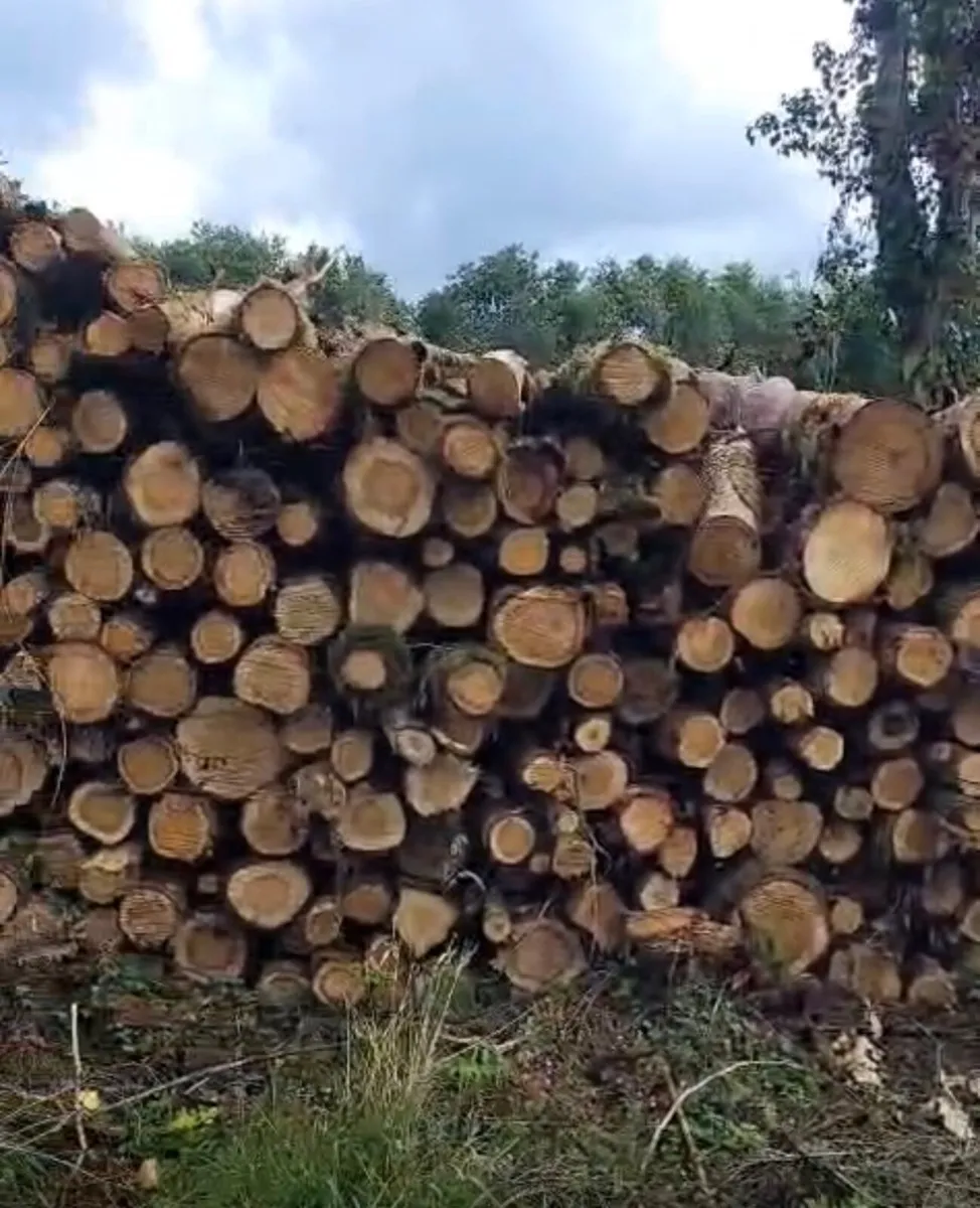 Forest Oak Thinning - Image 2