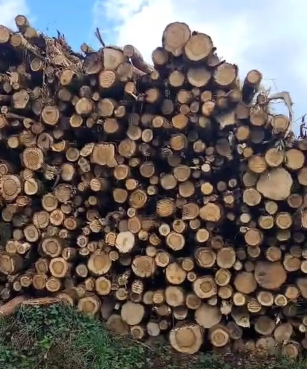 Forest Oak Thinning - Image 3