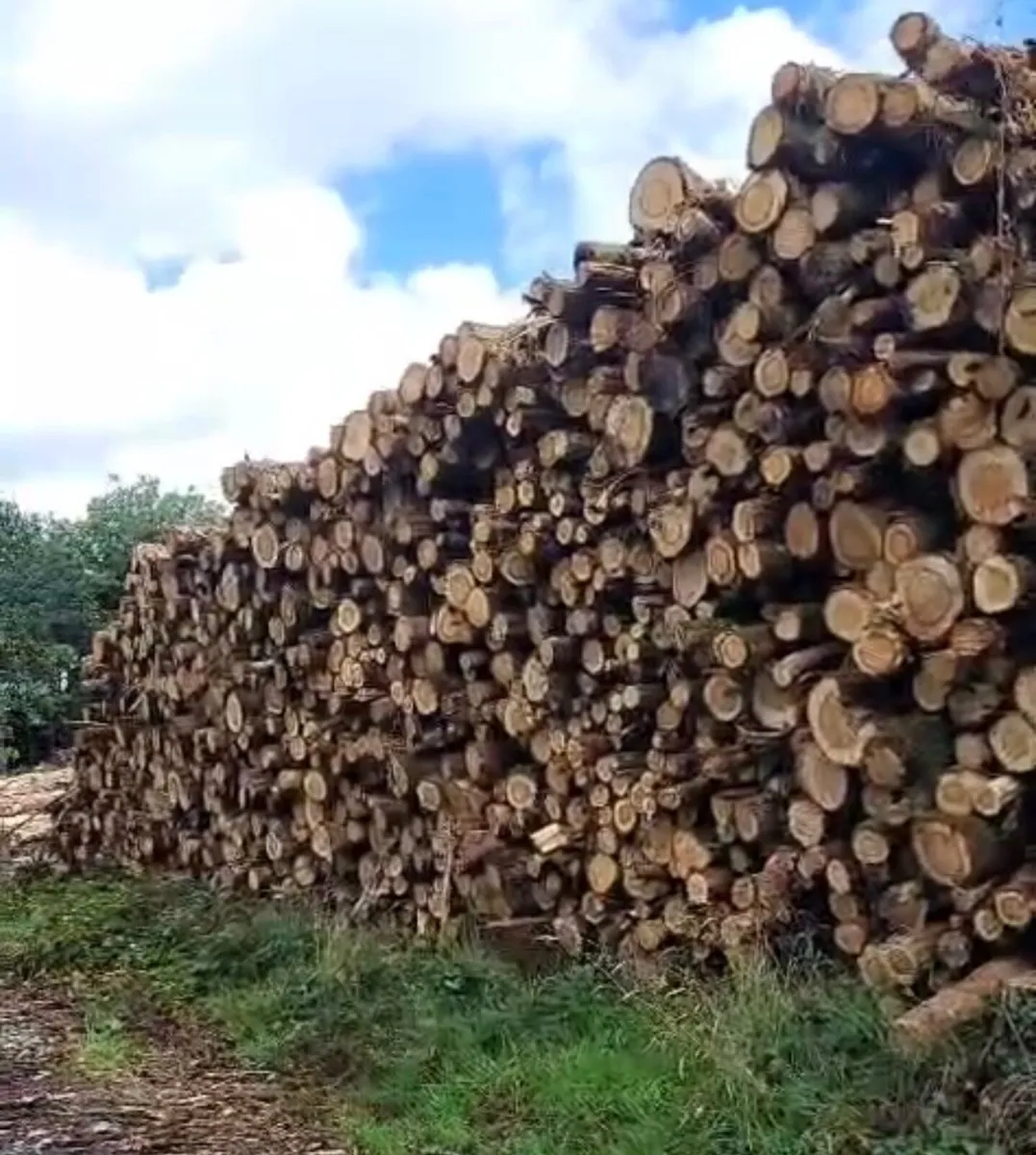 Forest Oak Thinning - Image 4