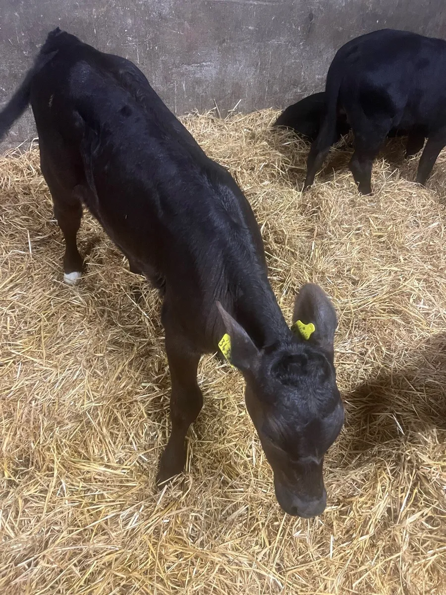 Strong suck calfs for sale - Image 1