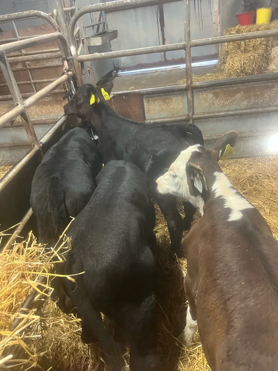 Strong suck calfs for sale - Image 2