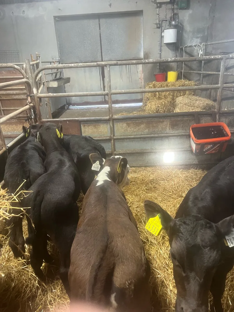 Strong suck calfs for sale - Image 3