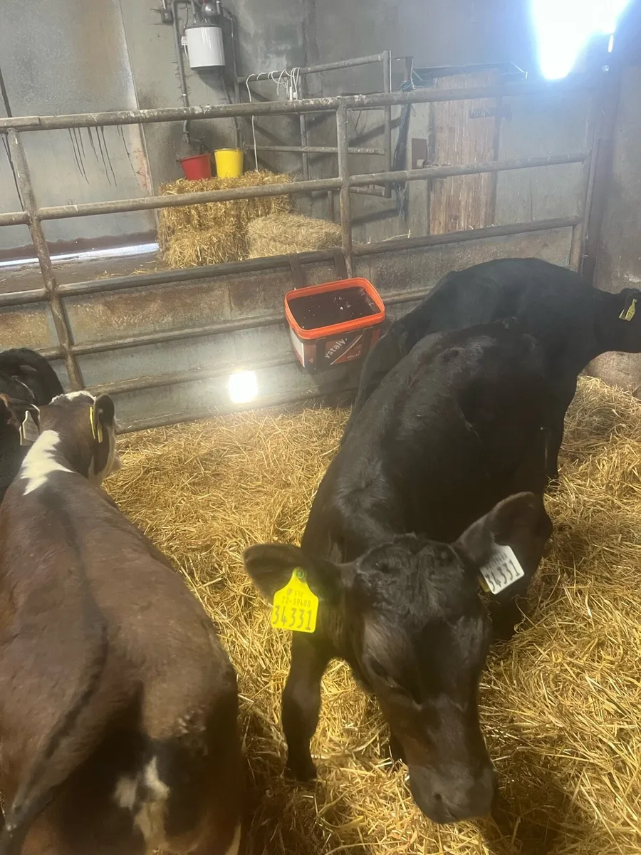 Strong suck calfs for sale - Image 4