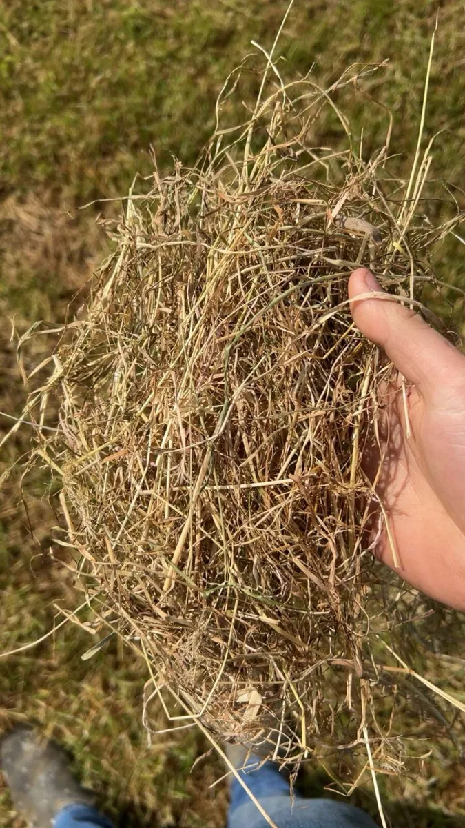 Hay - Image 2