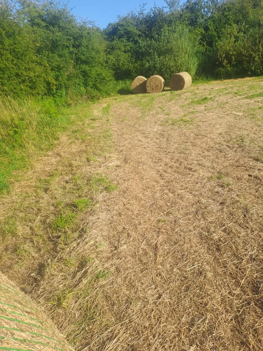 Hay and silage for sale - Image 2