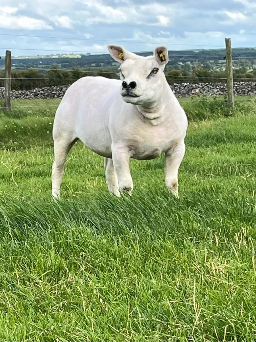 Pedigree Texel Ewe Hogget - Image 2