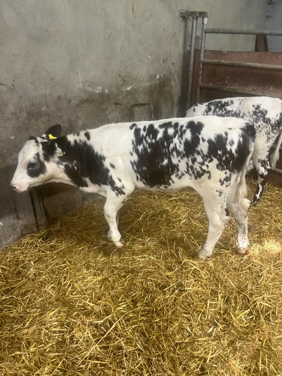 BB heifer runners for sale - Image 1