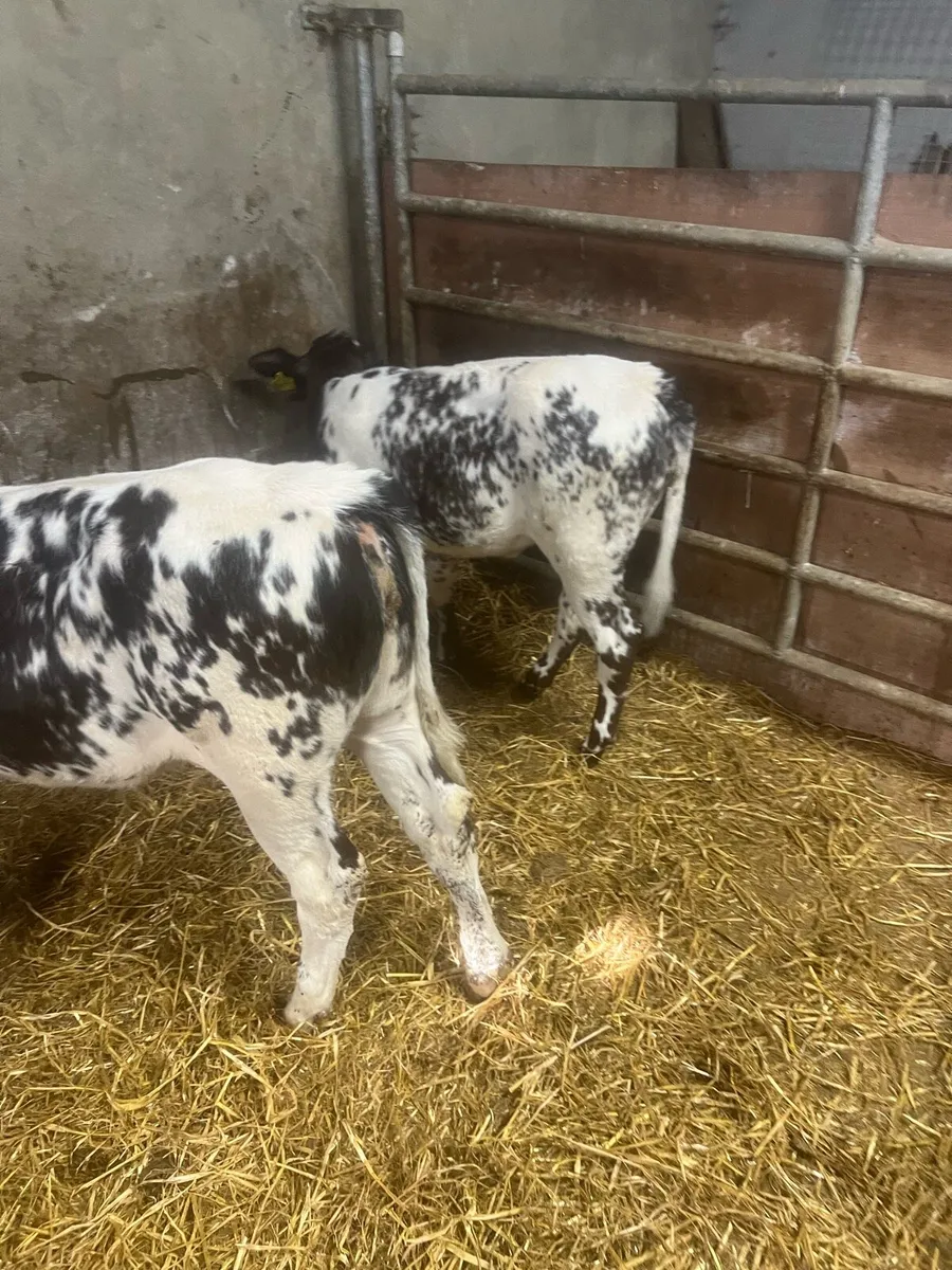 BB heifer runners for sale - Image 2