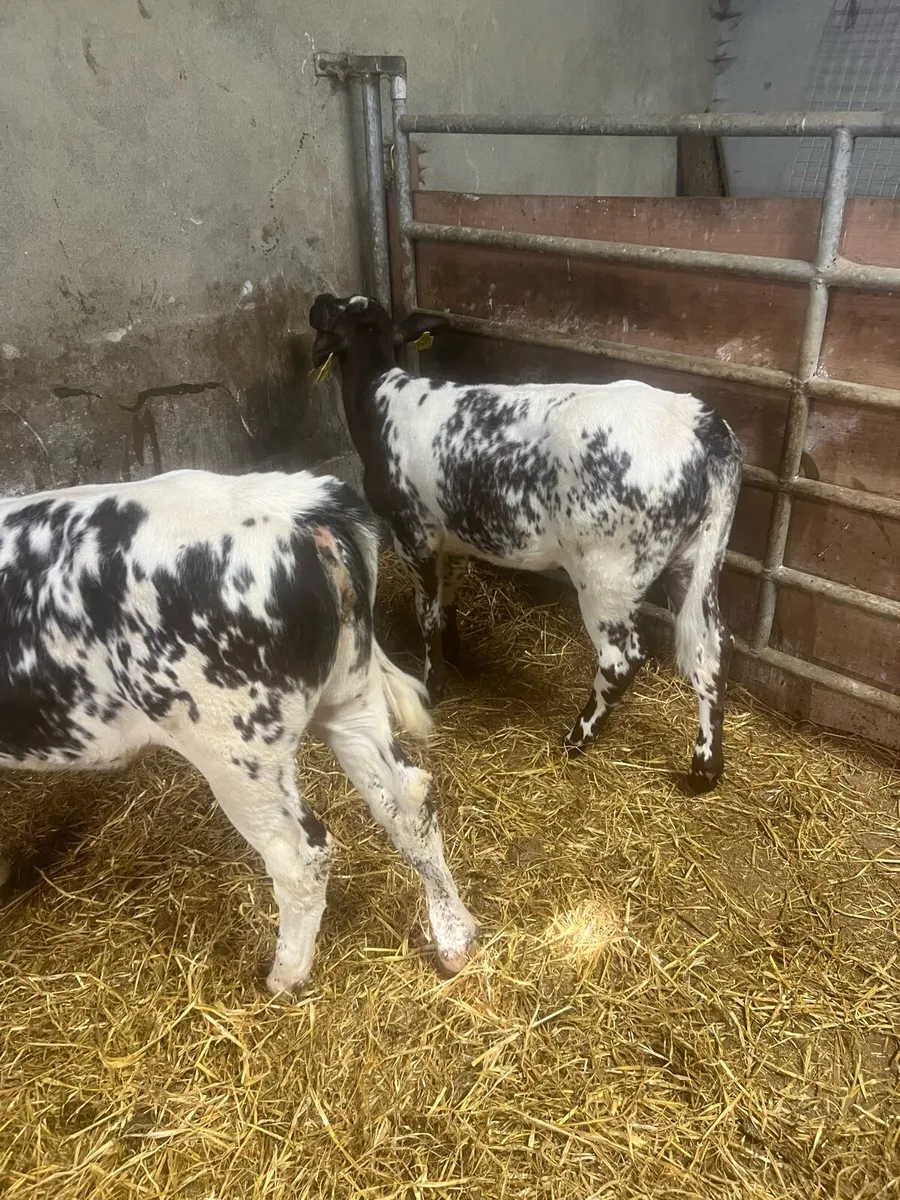 BB heifer runners for sale - Image 3