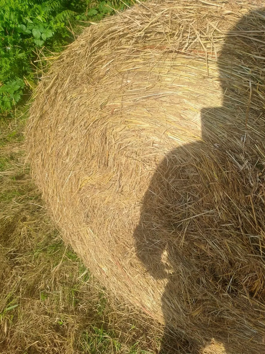 Hay and silage for sale - Image 3