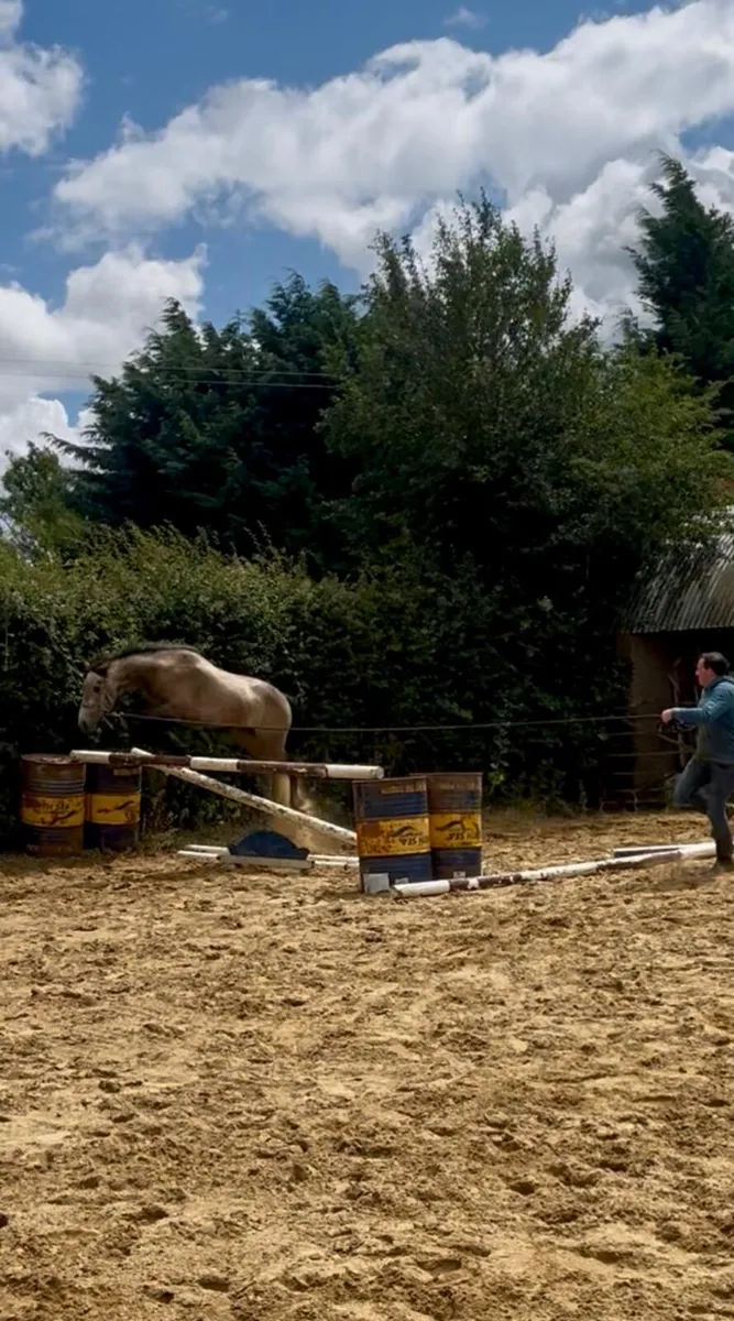 13.2 Connemara pony - Image 3