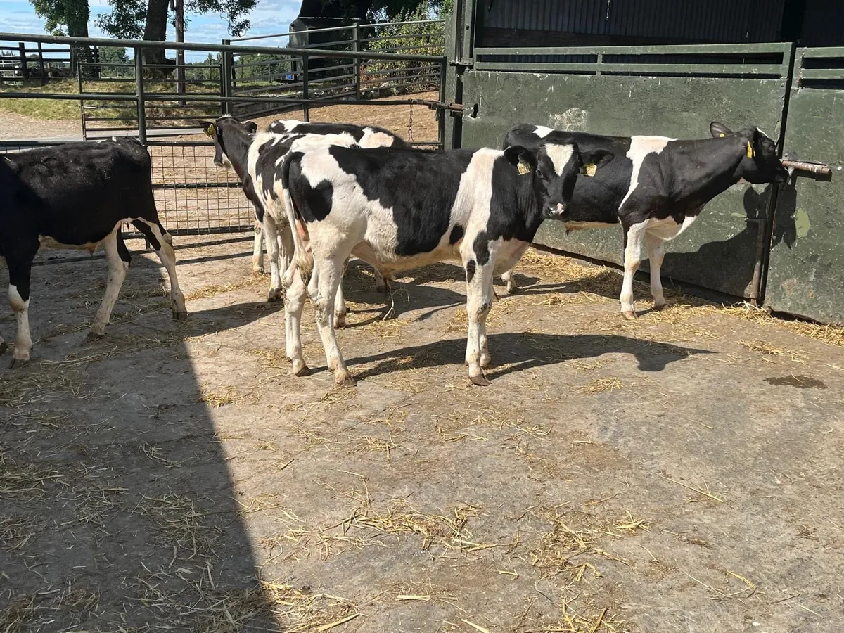 5 super British Frisian bull weanlings - Image 1