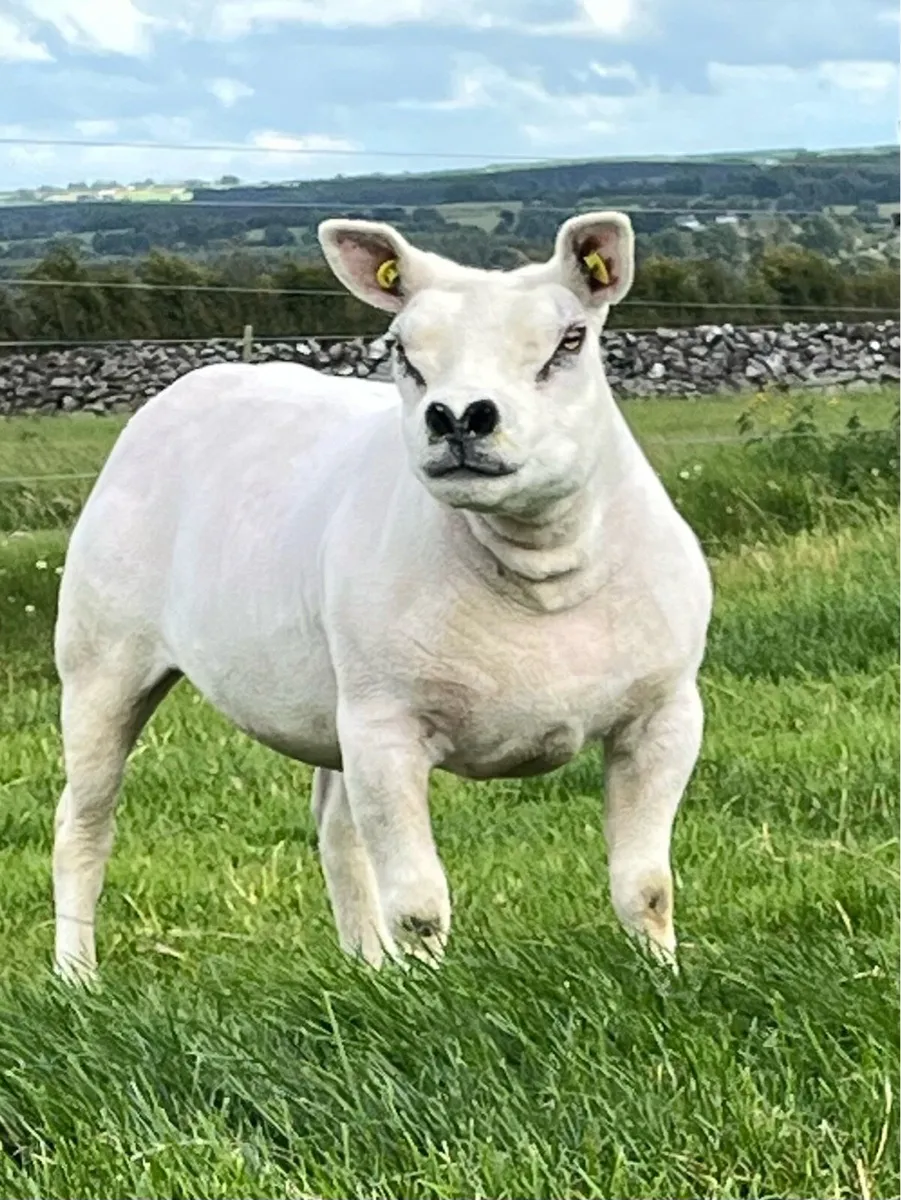 Pedigree Texel Ewe Hogget - Image 1