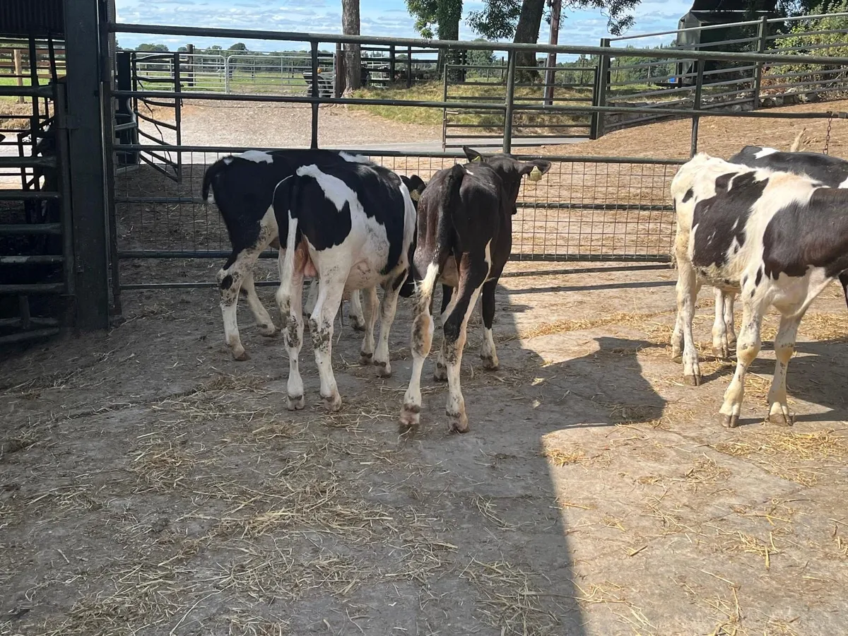 5 super British Frisian bull weanlings - Image 2