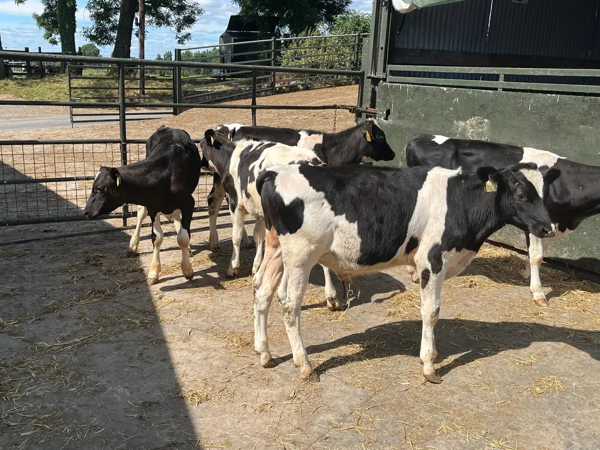 5 super British Frisian bull weanlings - Image 3