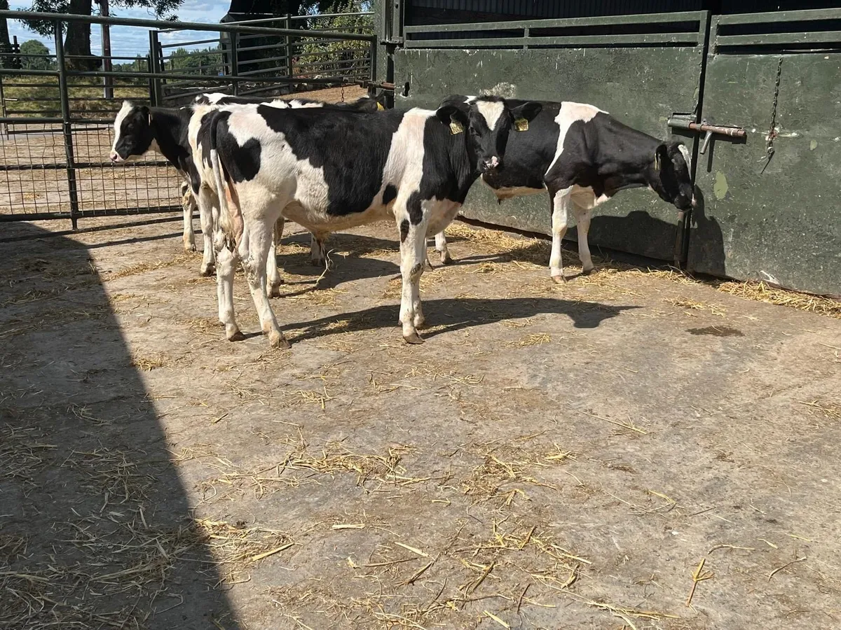 5 super British Frisian bull weanlings - Image 4