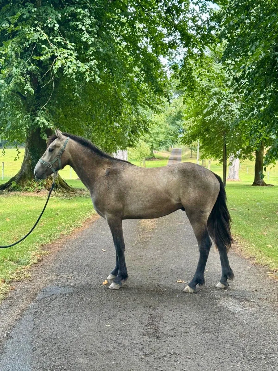 13.2 Connemara pony - Image 1
