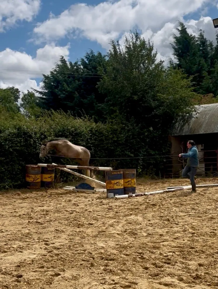 13.2 Connemara pony - Image 2