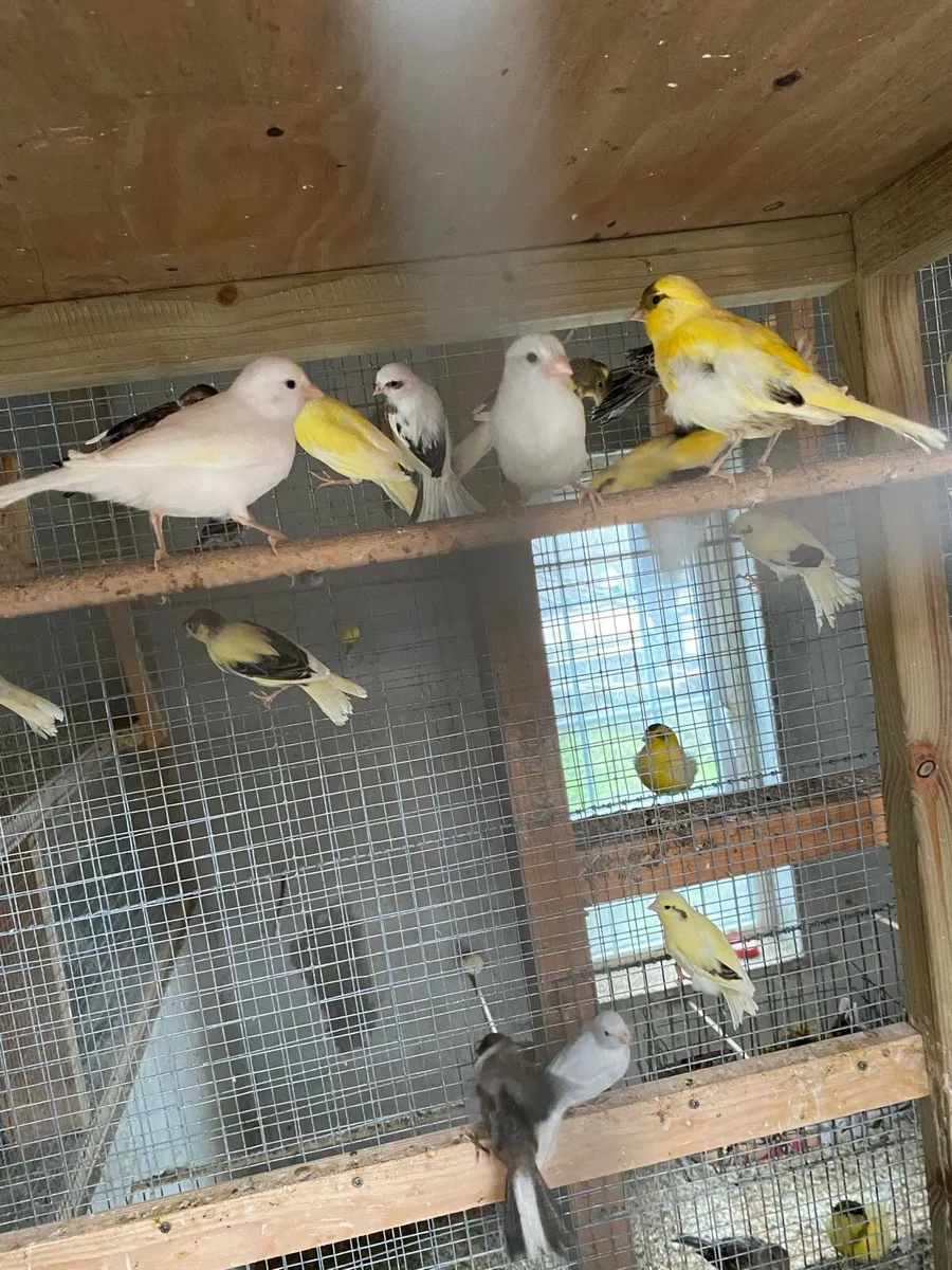 Canaries - Image 1