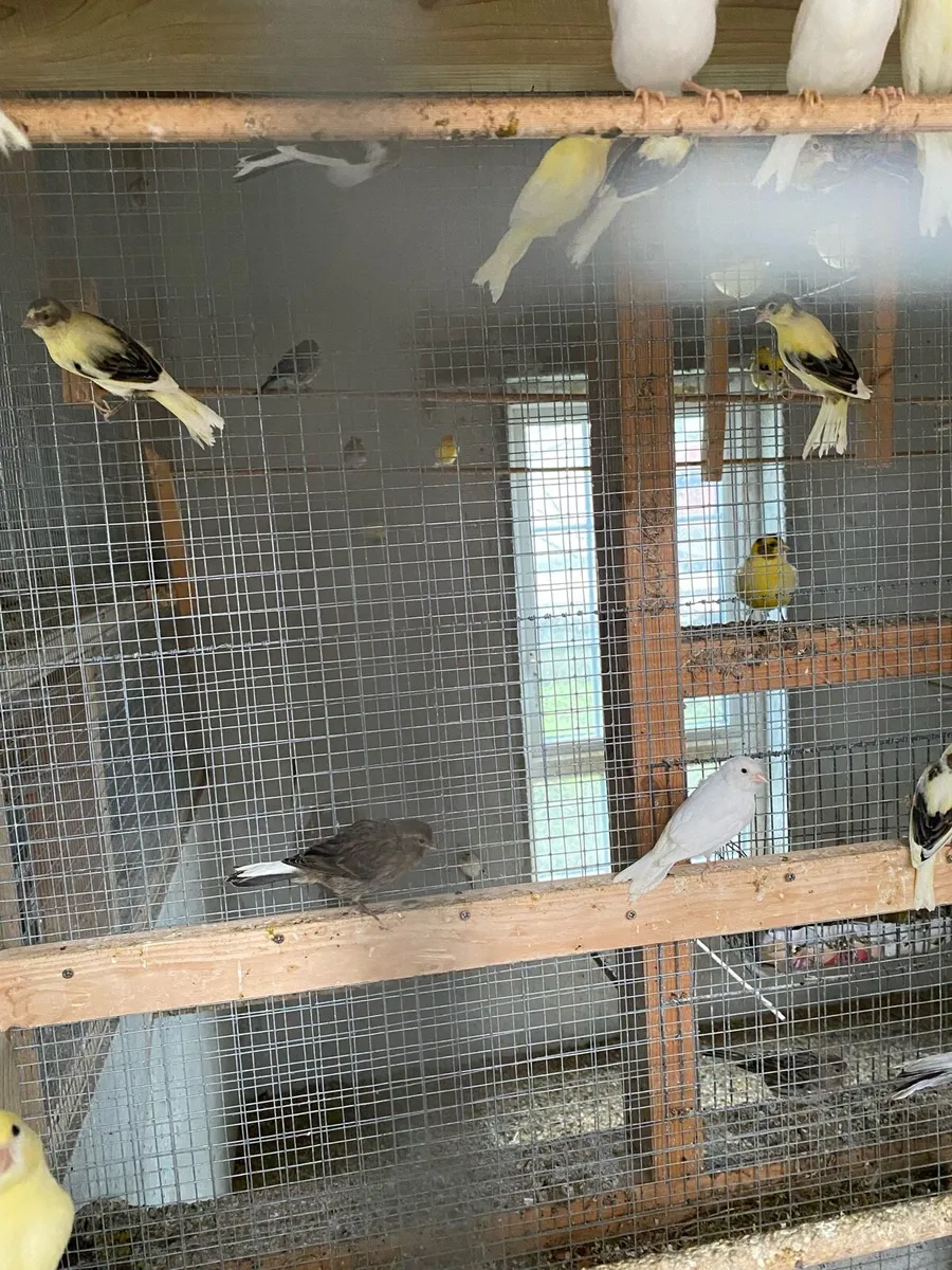 Canaries - Image 2