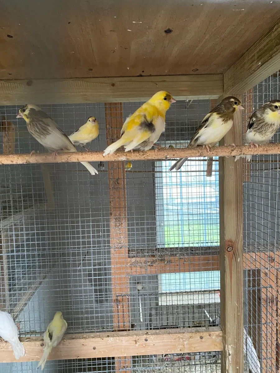 Canaries - Image 3