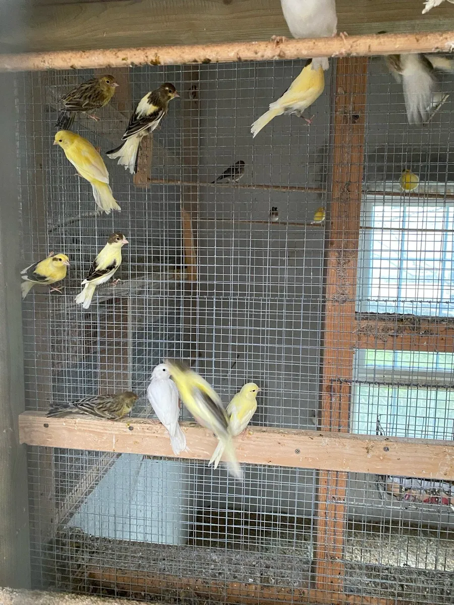 Canaries - Image 4