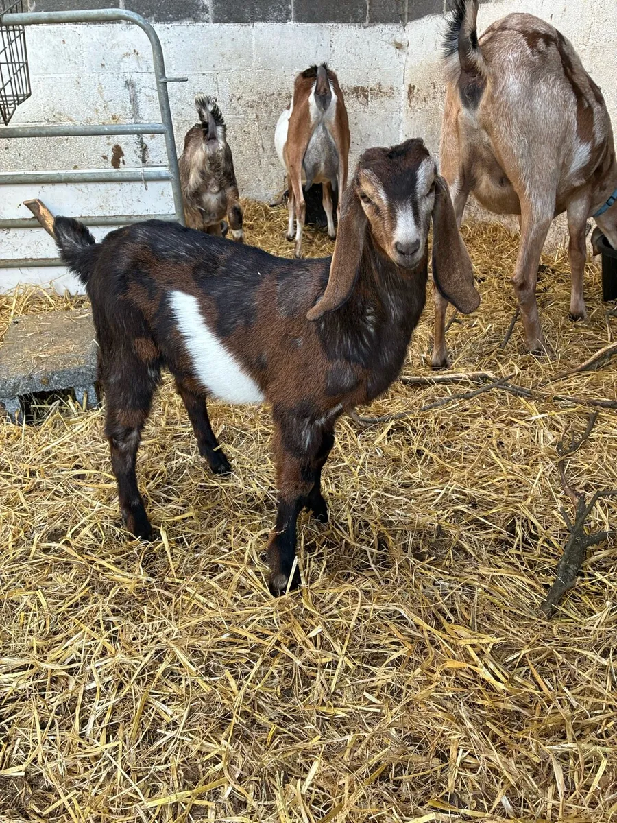 Nubian pure bred kids - Image 1