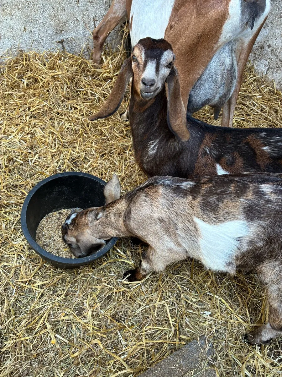 Nubian pure bred kids - Image 3
