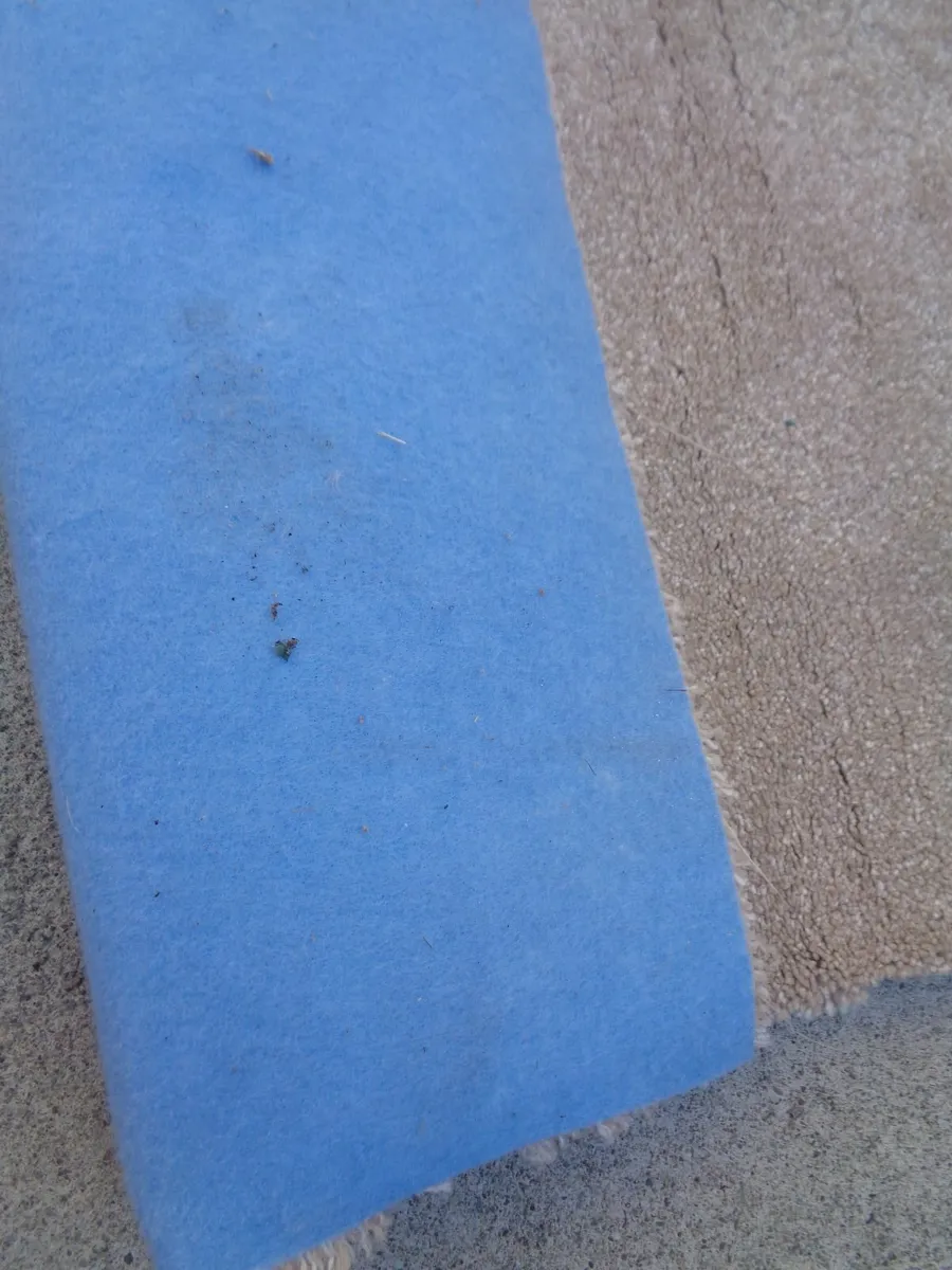 Carpet Remenant for Sale - Image 2