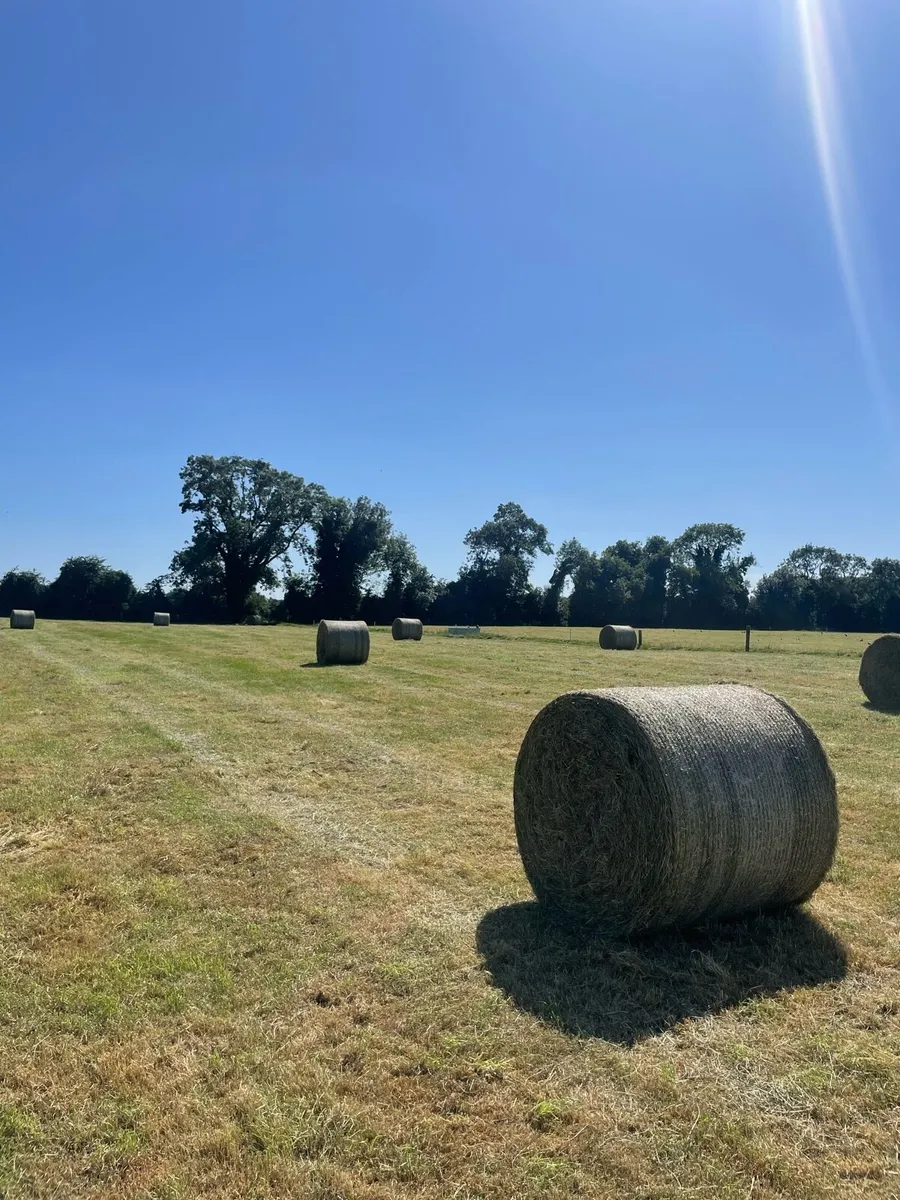 Hay (Well packed) - Image 1