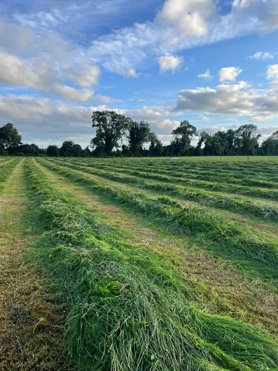 Hay (Well packed) - Image 2