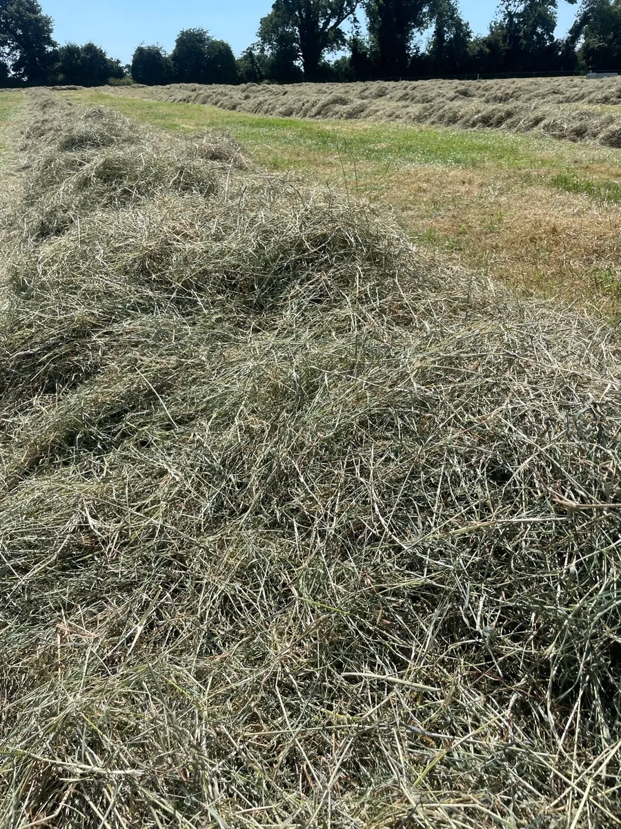 Hay (Well packed) - Image 3