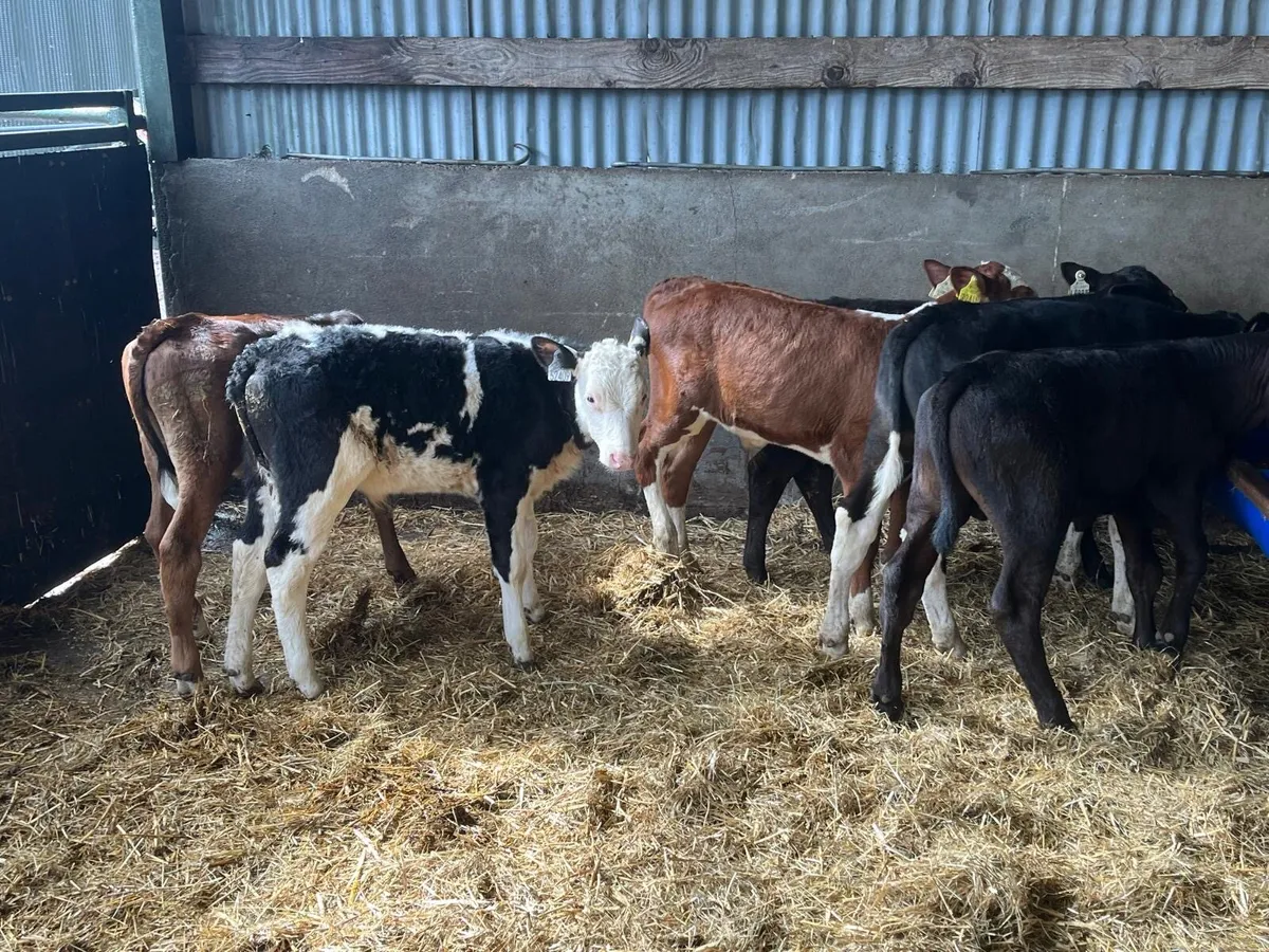 8 super weaned bull runners - Image 1