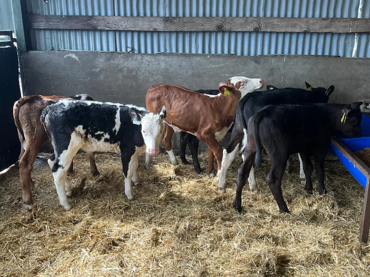 8 super weaned bull runners - Image 3