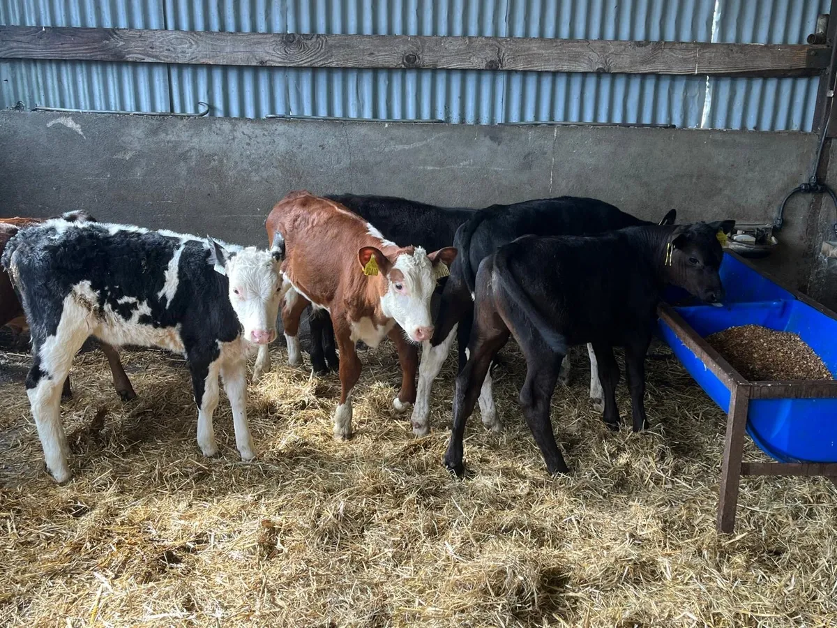 8 super weaned bull runners - Image 4