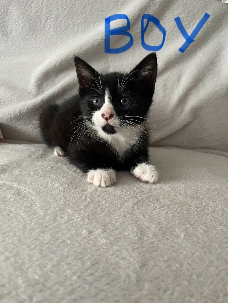 Cute Kittens - Image 1