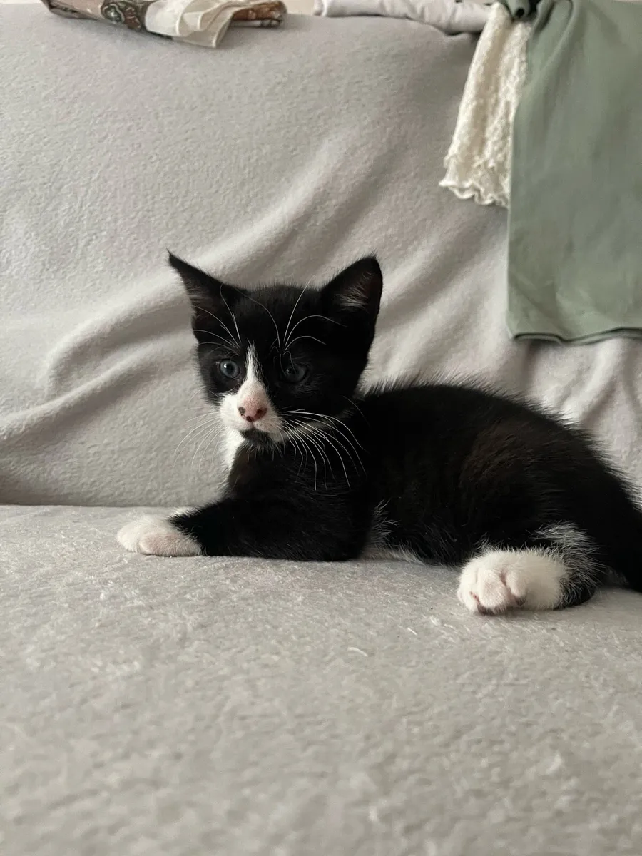 Cute Kittens - Image 2