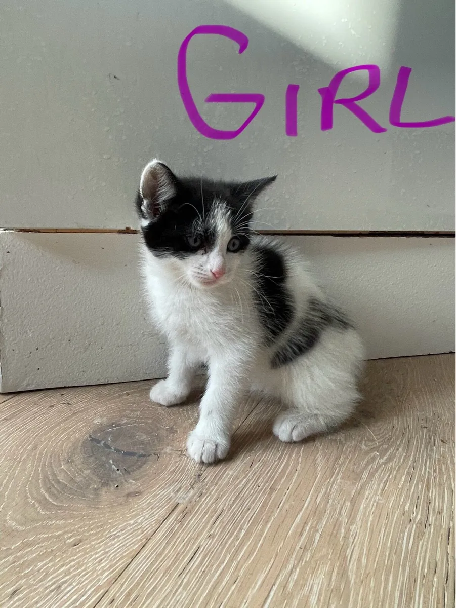 Cute Kittens - Image 3