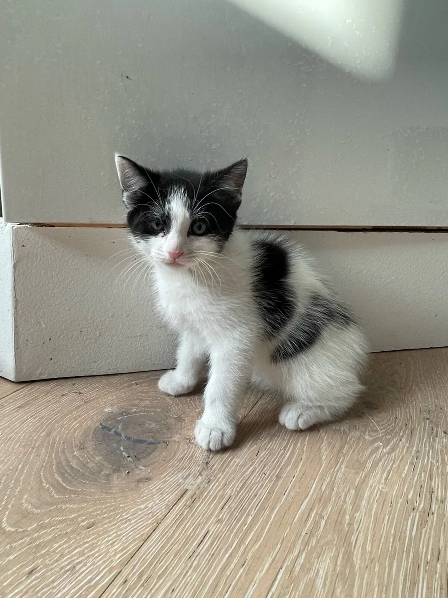 Cute Kittens - Image 4