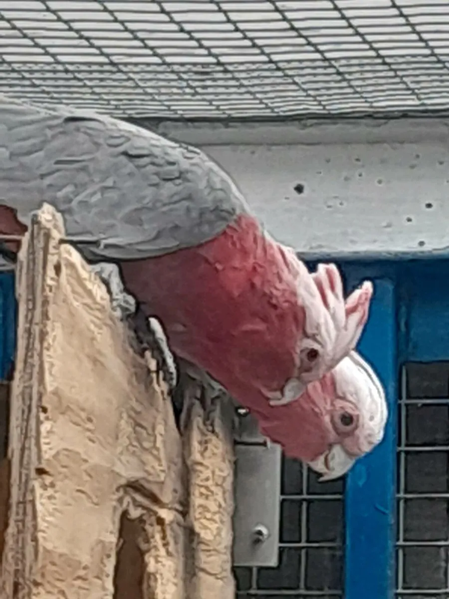 Galahad cockatoos - Image 1