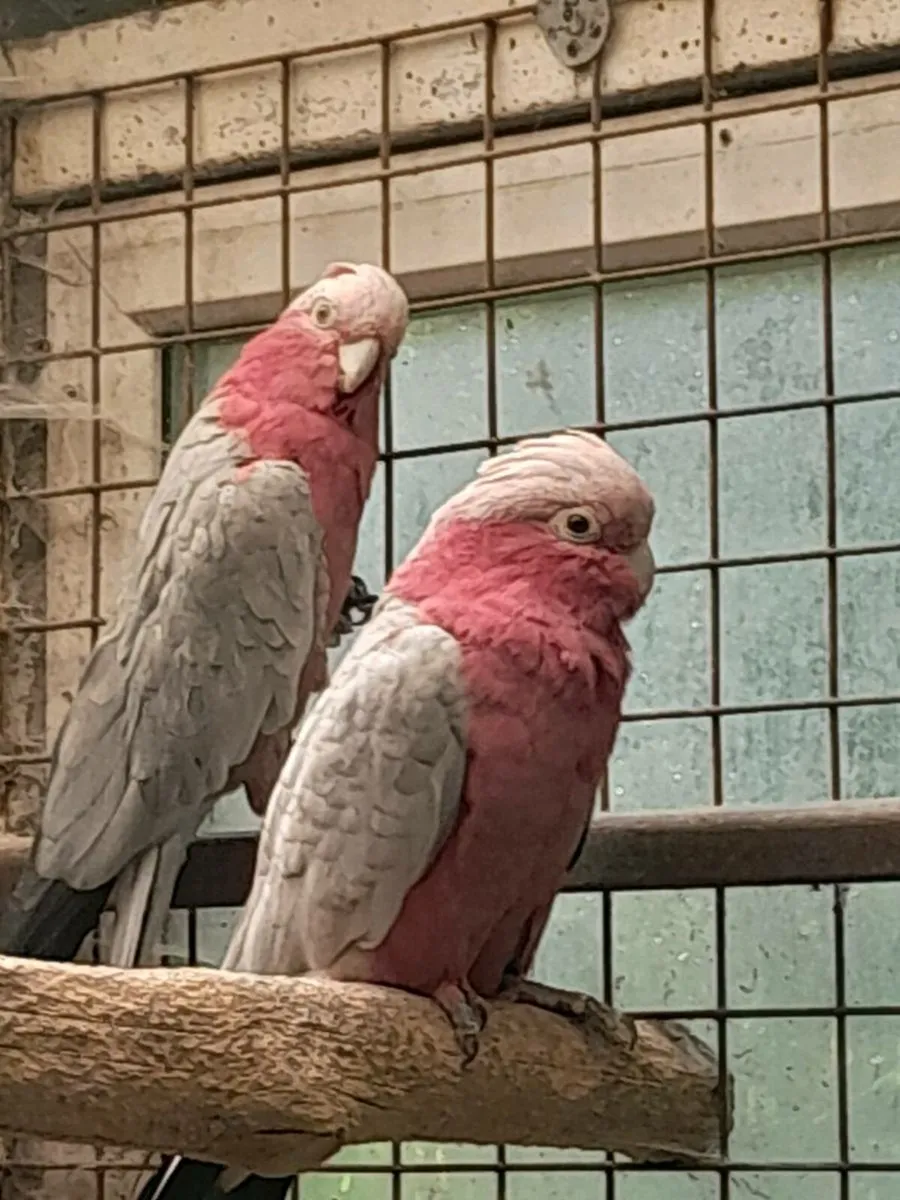 Galahad cockatoos - Image 2