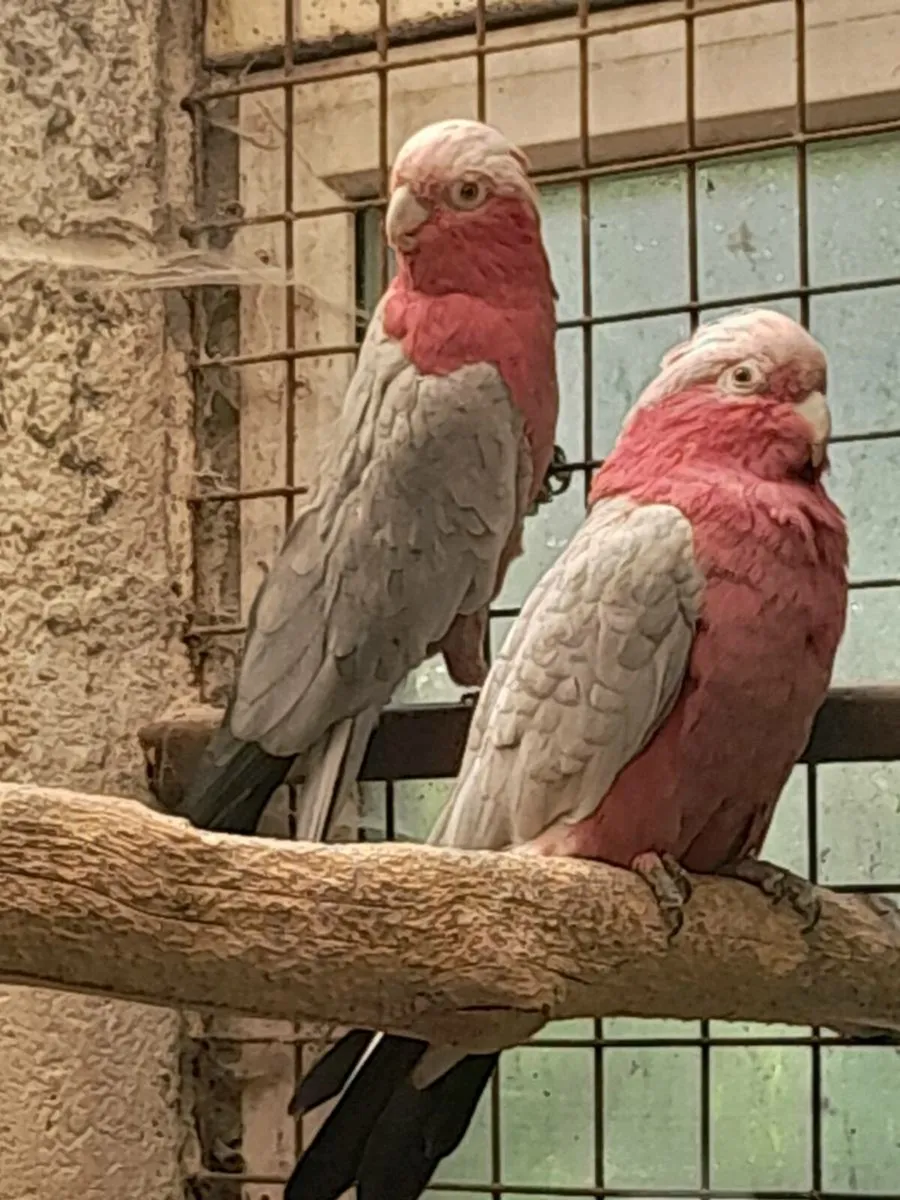 Galahad cockatoos - Image 3