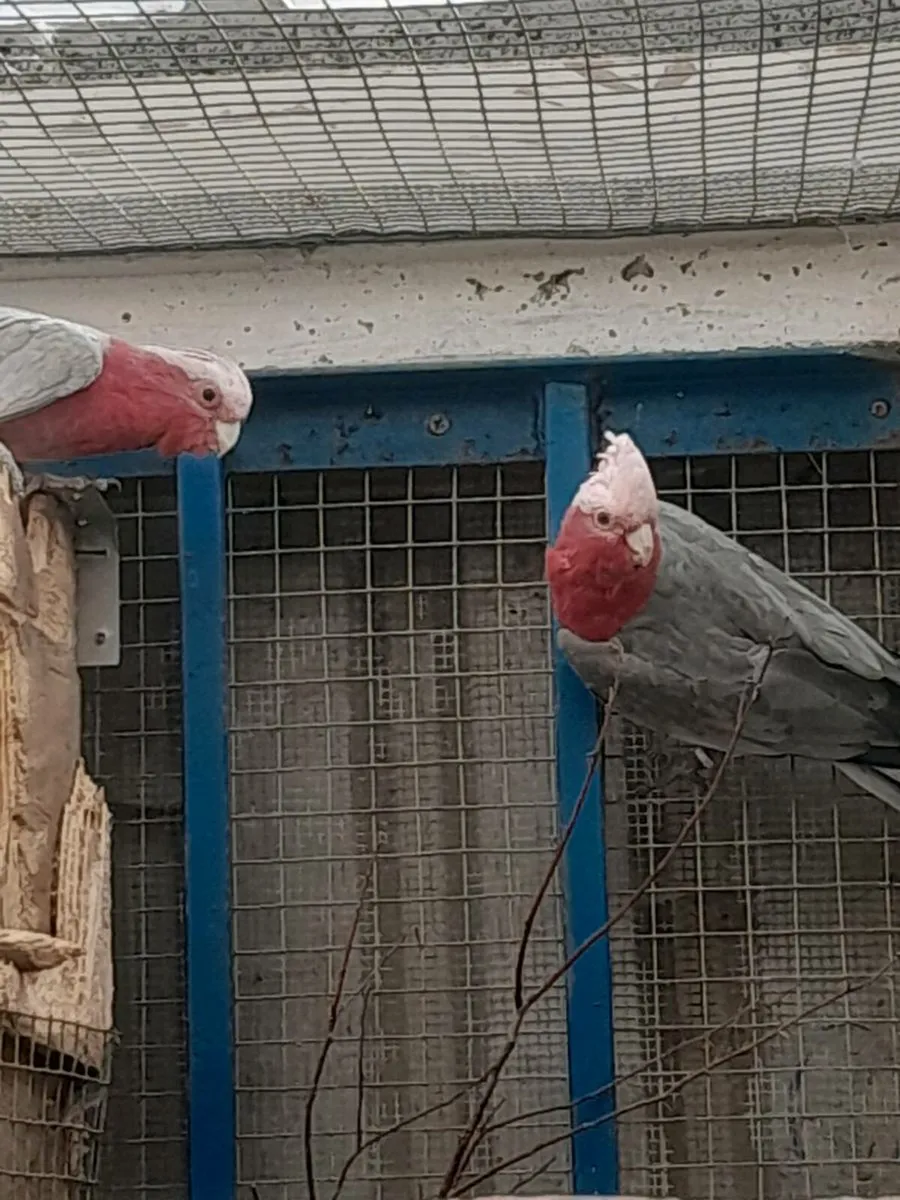 Galahad cockatoos - Image 4