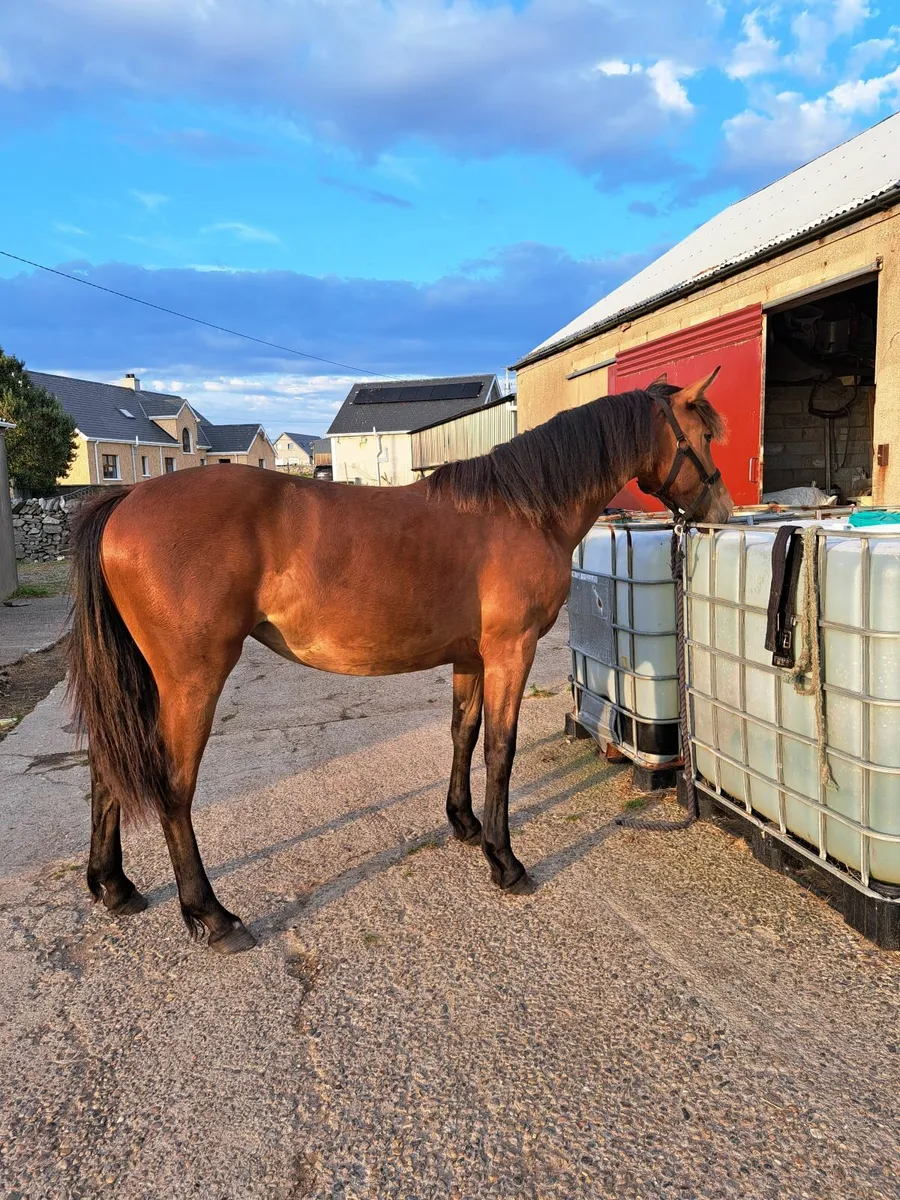 Fabulous Yearling by Coloured Cruise - Image 3