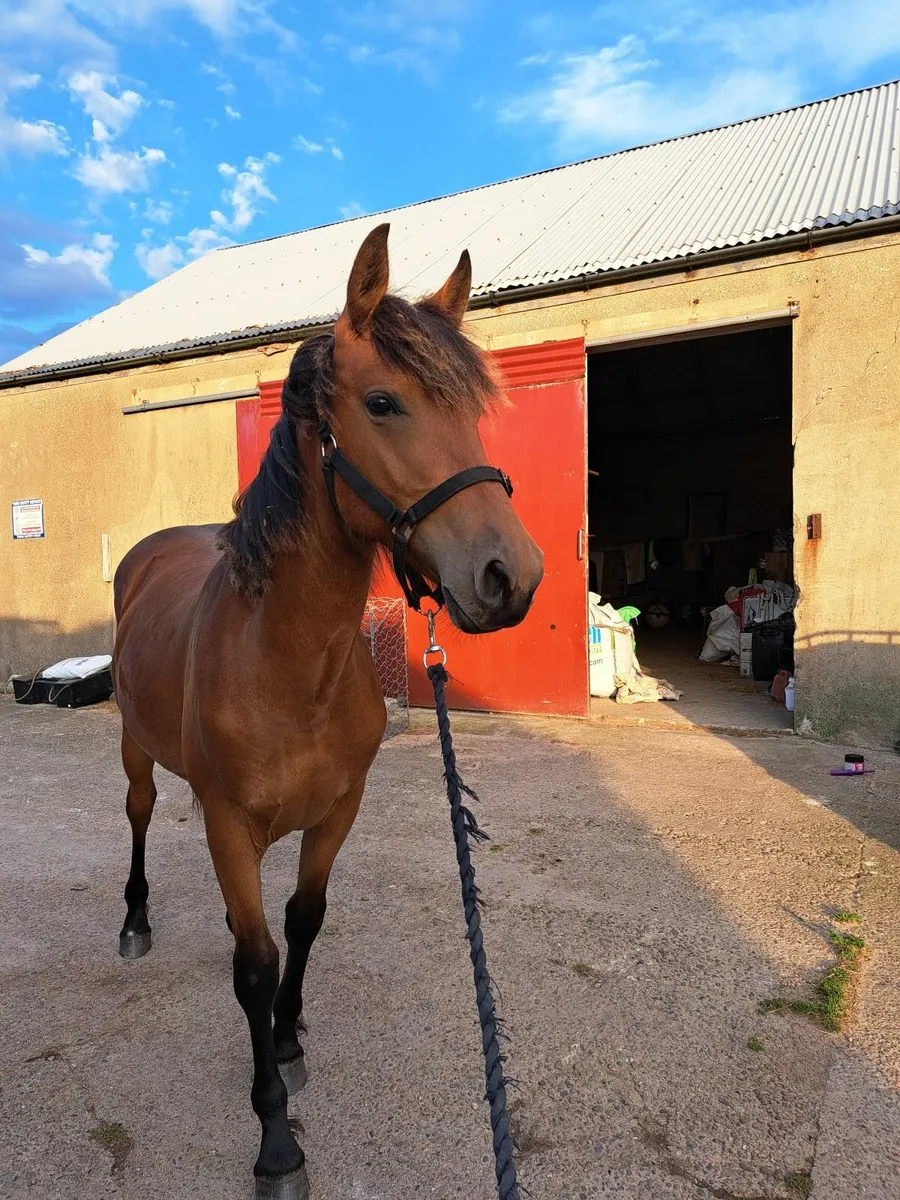 Fabulous Yearling by Coloured Cruise - Image 2