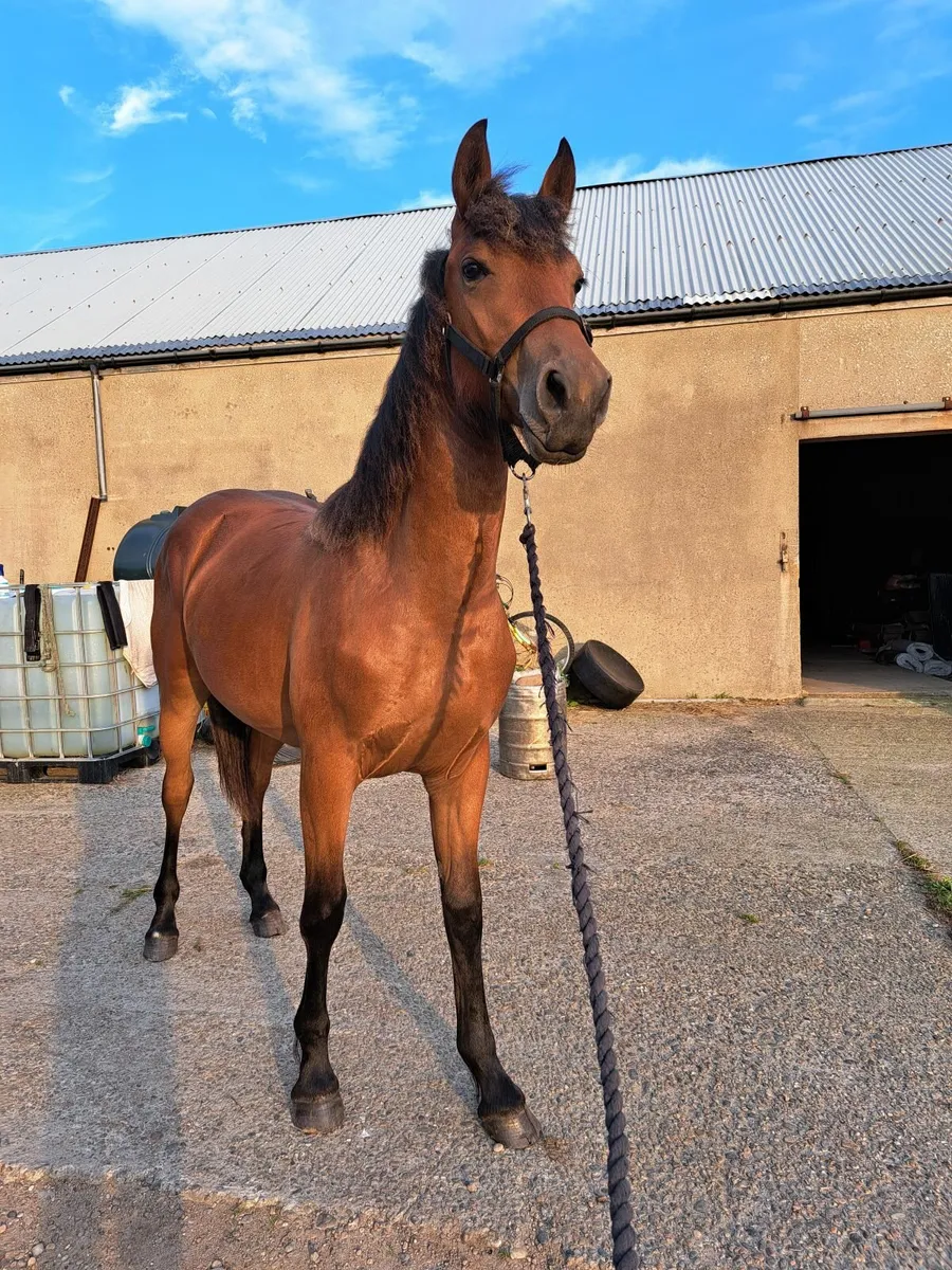 Fabulous Yearling by Coloured Cruise - Image 4